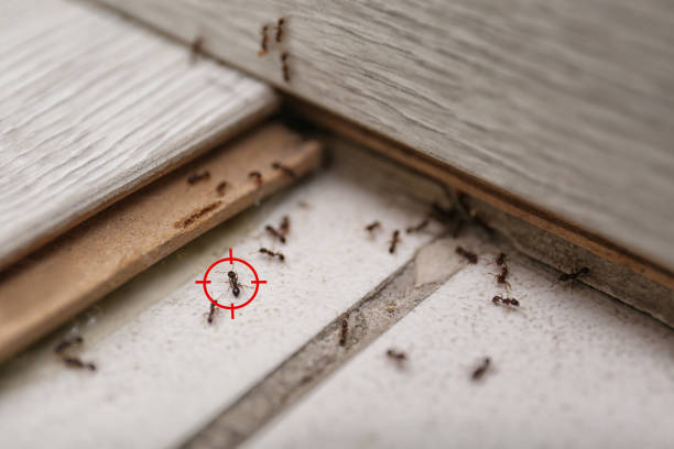 Best Pest Control for Businesses  in Caseyvle, IL
