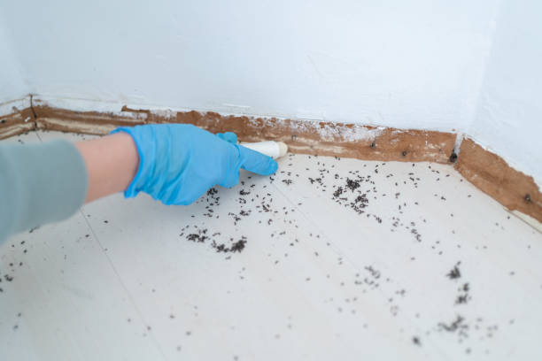 Best Rat Extermination Near Me  in Caseyvle, IL